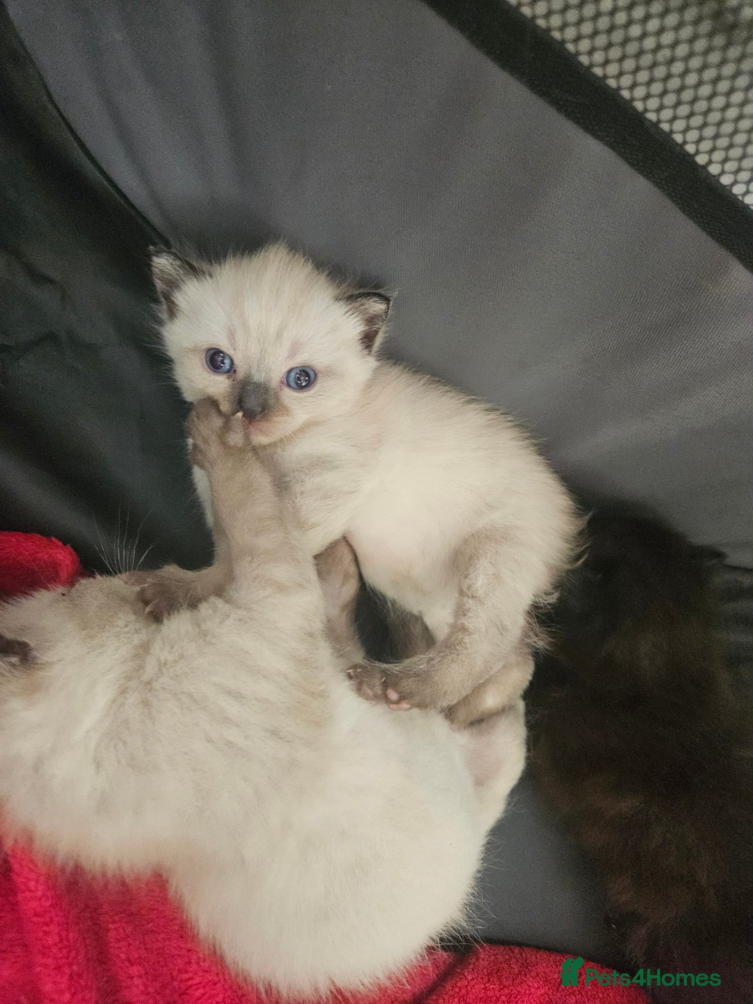 British Shorthair cats for sale: 5 Beautiful Short British haired Kittens  - Image 4