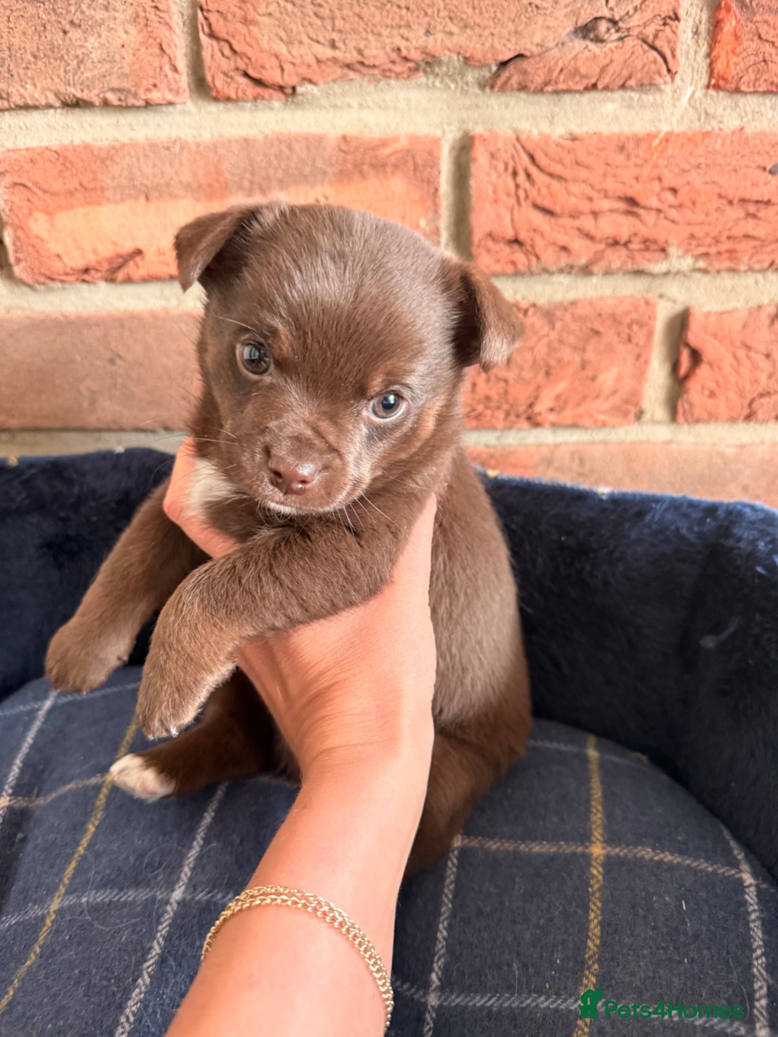 Jack Russell dogs Chunky playful chocolate brown boy - Advert 6