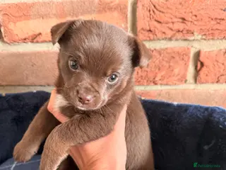 Jack Russell dogs Chunky playful chocolate brown boy - Advert 6