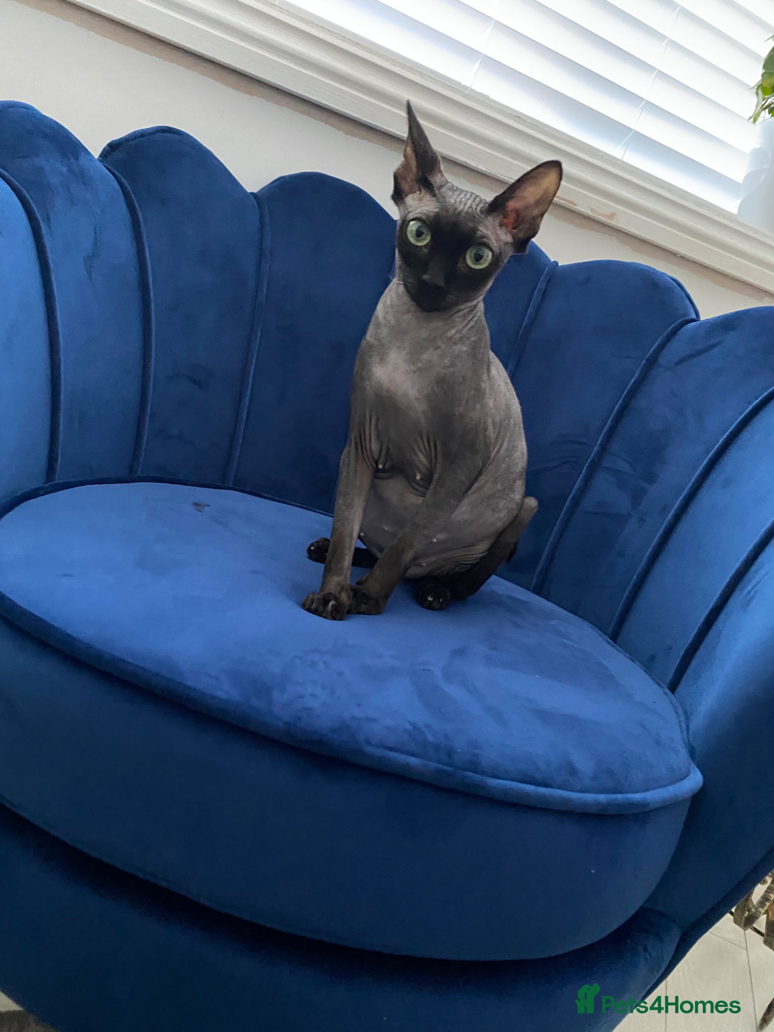 Sphynx cats for sale: 3 stunning kittens available! - Advert 2