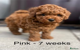 Toy Poodle dogs for sale: Asian Toy Poodle Puppies  - Image 15
