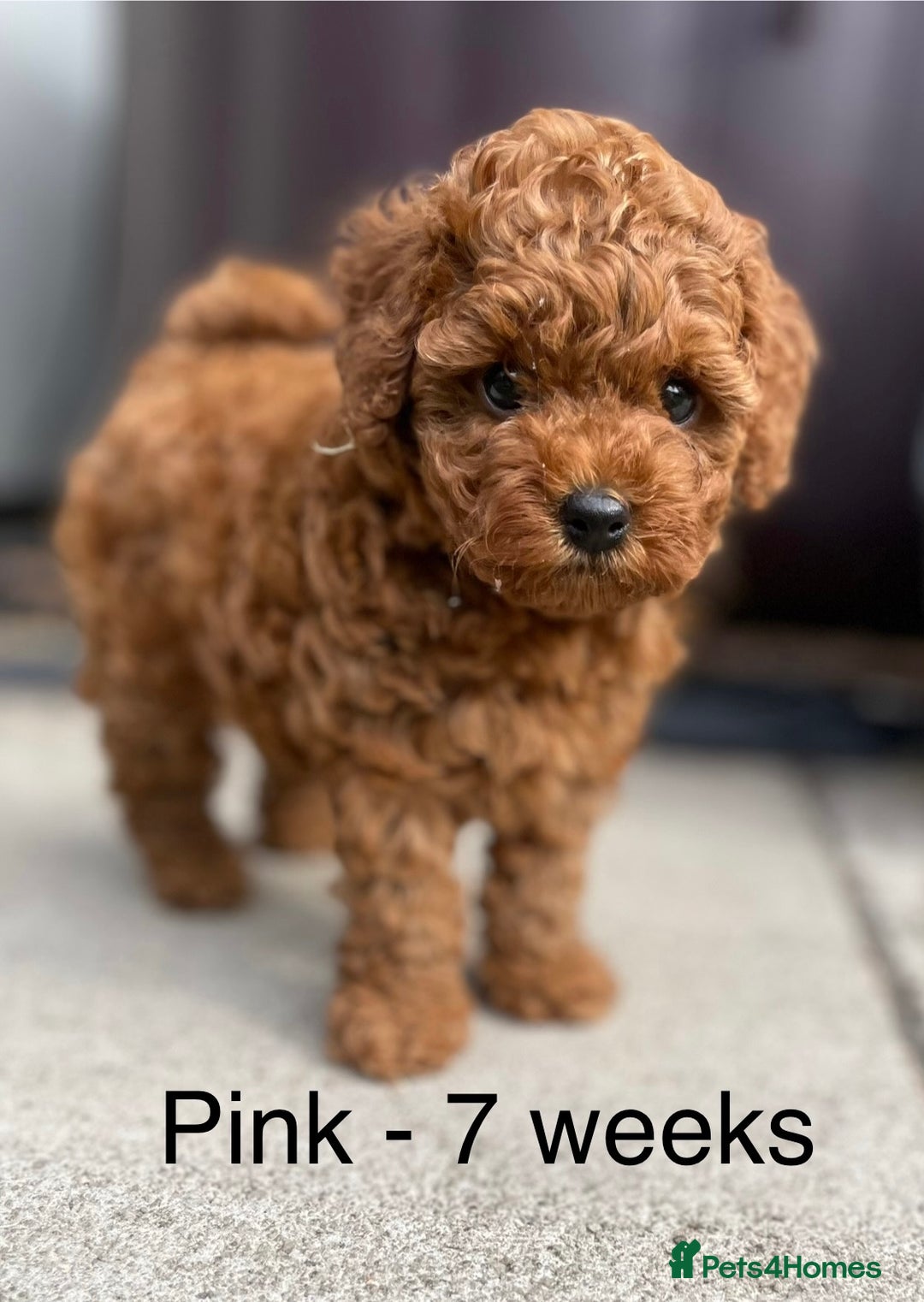 Toy Poodle dogs for sale: Asian Toy Poodle Puppies  - Image 15