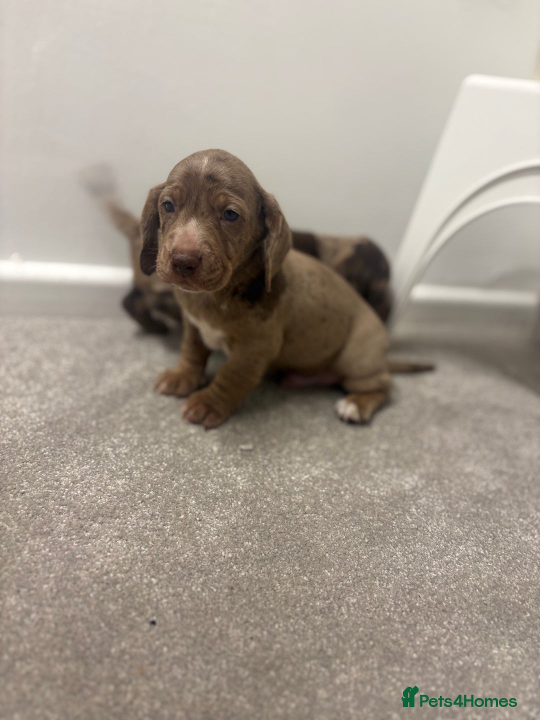 Miniature Dachshund dogs for sale: Miniature dachshund X cocker spaniel puppies  - Advert 10