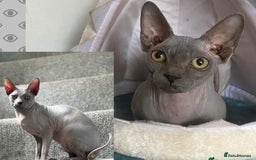Sphynx cats for sale: Sphynx kittens  - Image 10