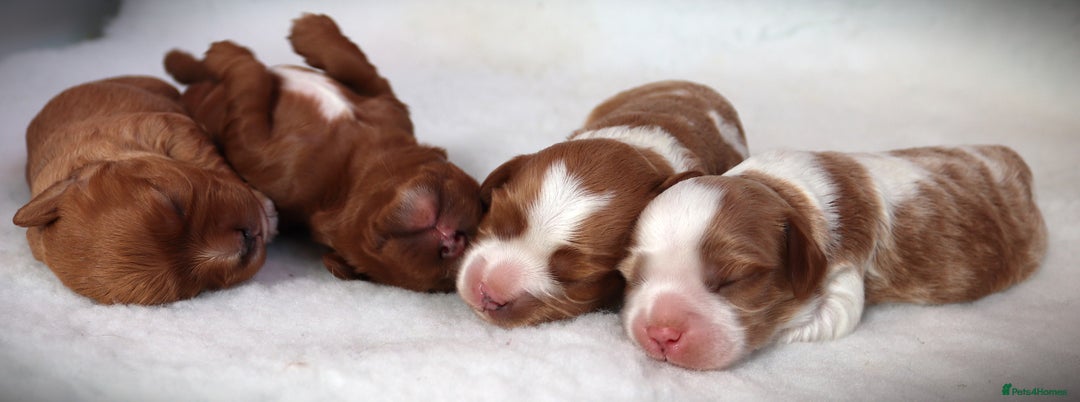 Cavapoo dogs for sale: 🌟Rare F1b Reverse Cavapoo(3/4 Cavalier1/4 Poodle) - Image 3