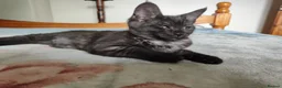 Maine Coon cats for sale: Beautiful Maincoon cross kittens  - Advert 22