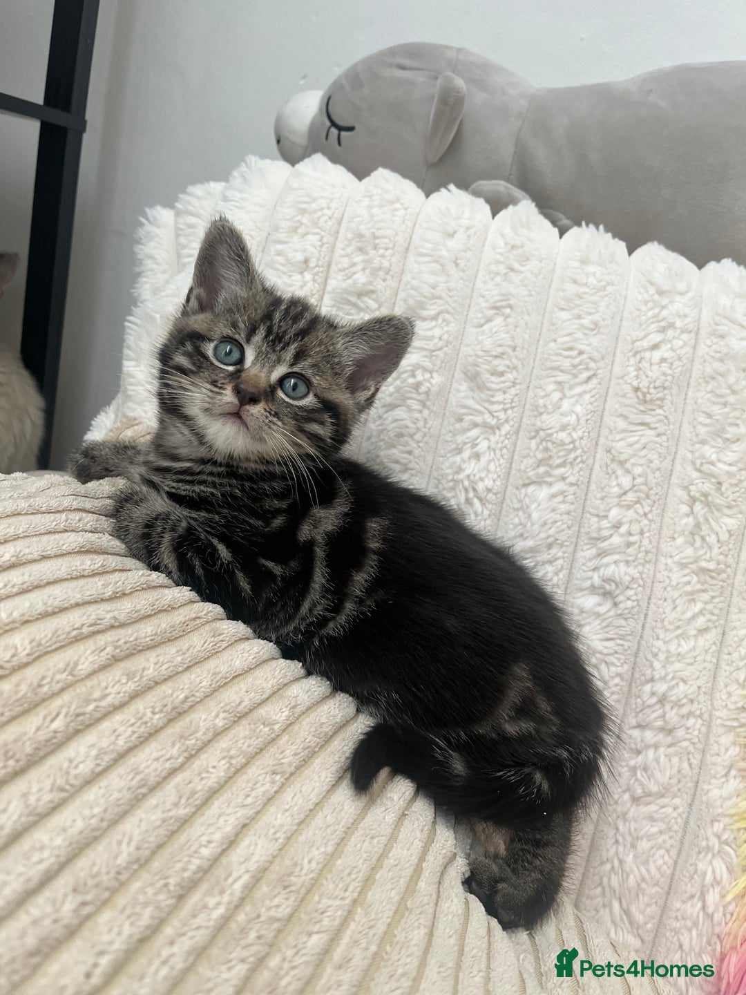 Mixed Breed cats for sale: Make and female tabby kittens for sale  - Image 7