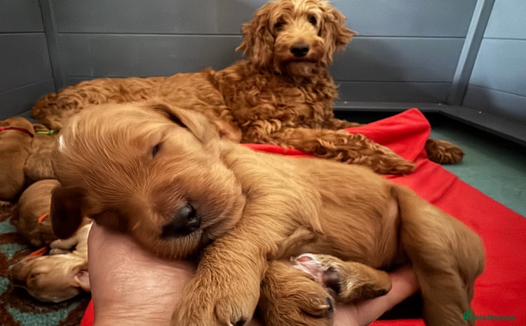 Irish Doodle dogs in Buxton - Advert 4