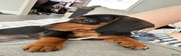 Chiweenie dogs for sale: 1 year old dachshund looking for forever home - Advert 7
