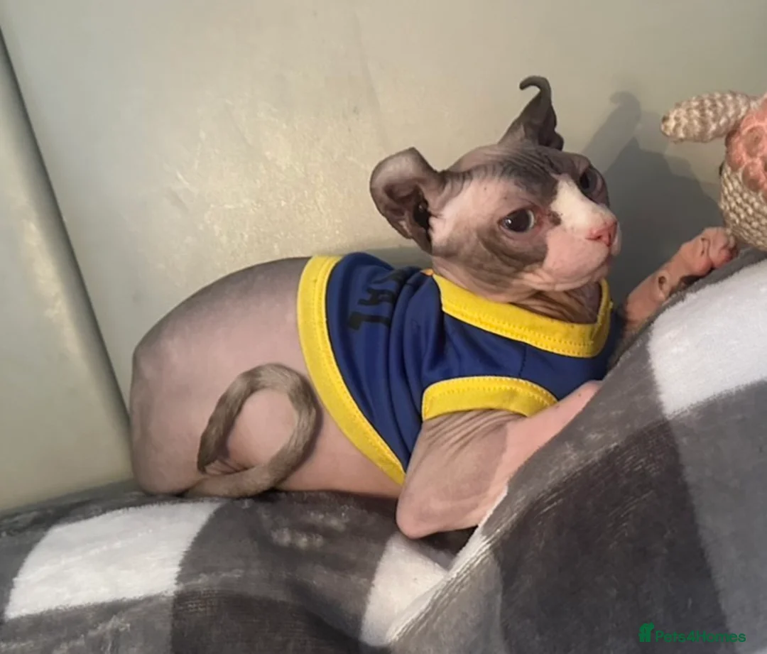 Sphynx cats for sale: £250 rehoming fee for Sphynx! - Advert 2