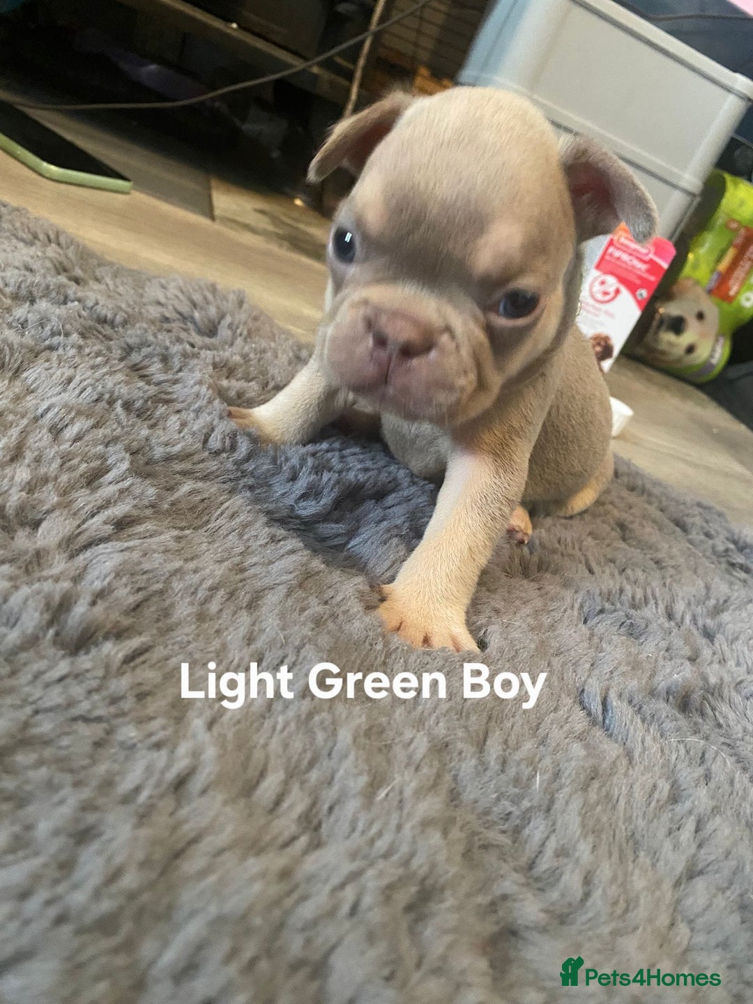 French Bulldog dogs for sale: beautiful chunky French bulldog puppies  - Image 8