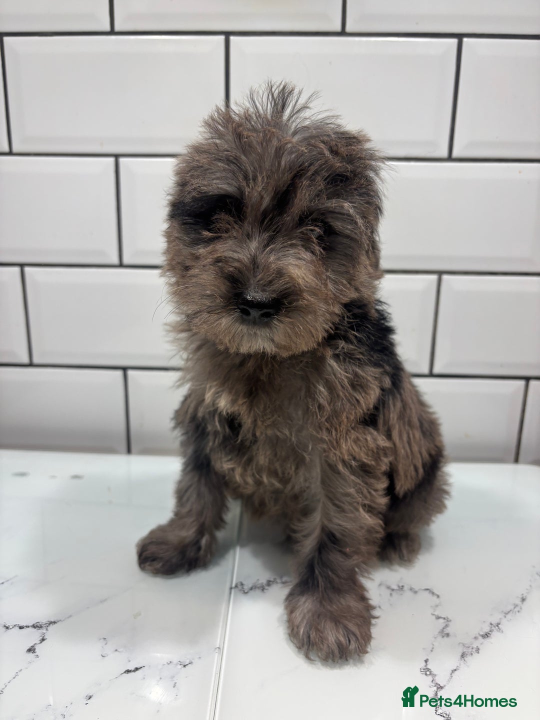 Schnoodle dogs for sale: Truly gorgeous F1 Schnoodle Puppies  - Advert 7
