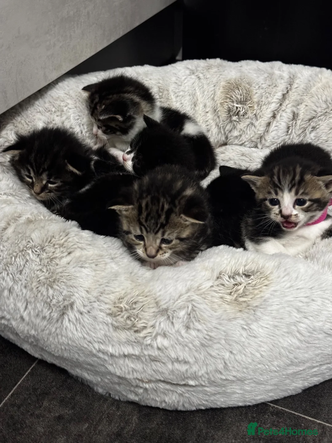 Mixed Breed cats for sale: Six Adorable Playful Kittens Looking For Homes - Advert 11