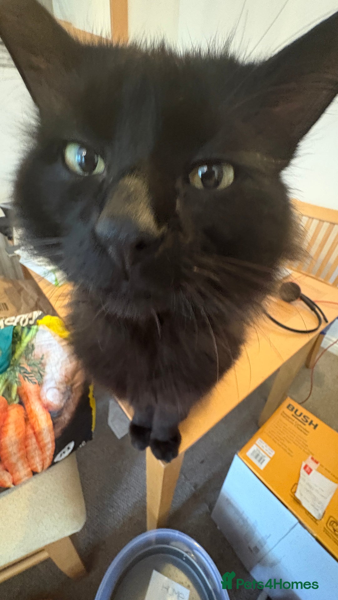 Norwegian Forest Cat cats for sale: Four Year old Norwegian Forest Cat For Sale - Image 12