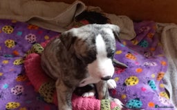 Whippet dogs for sale: Top Class Whippet Puppies bred from Champions - Image 14