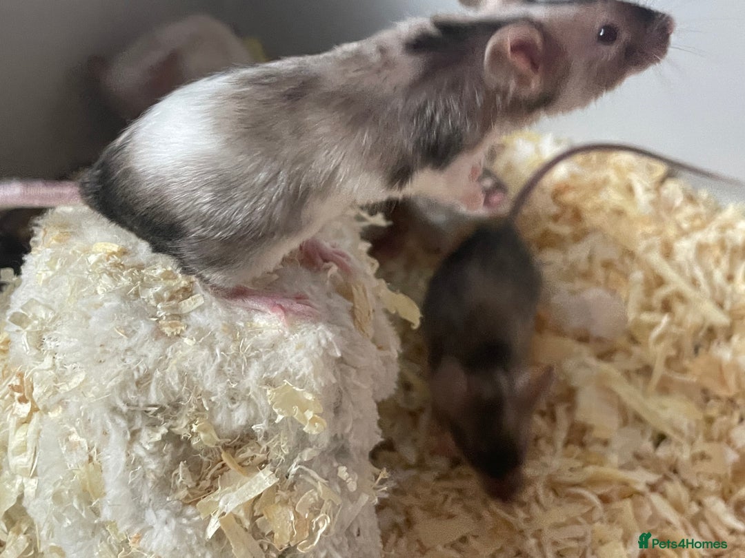 Mouse rodents for sale: Beautiful fancy mice ready now - Image 10