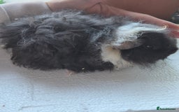 Guinea Pig rodents for sale: Lunkarya/texel guinea pig babies - Image 1