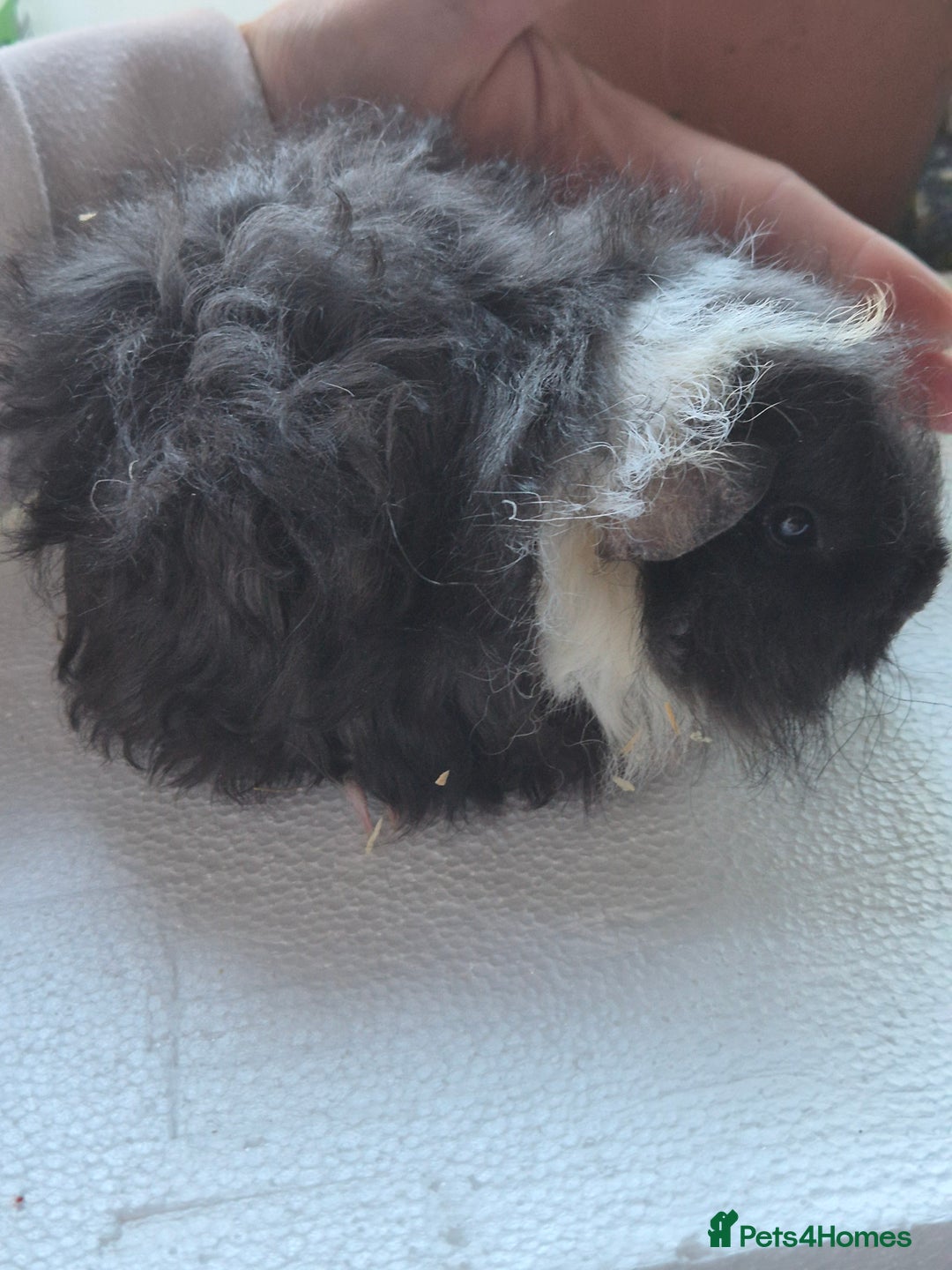 Guinea Pig rodents for sale: Lunkarya/texel guinea pig babies - Image 1