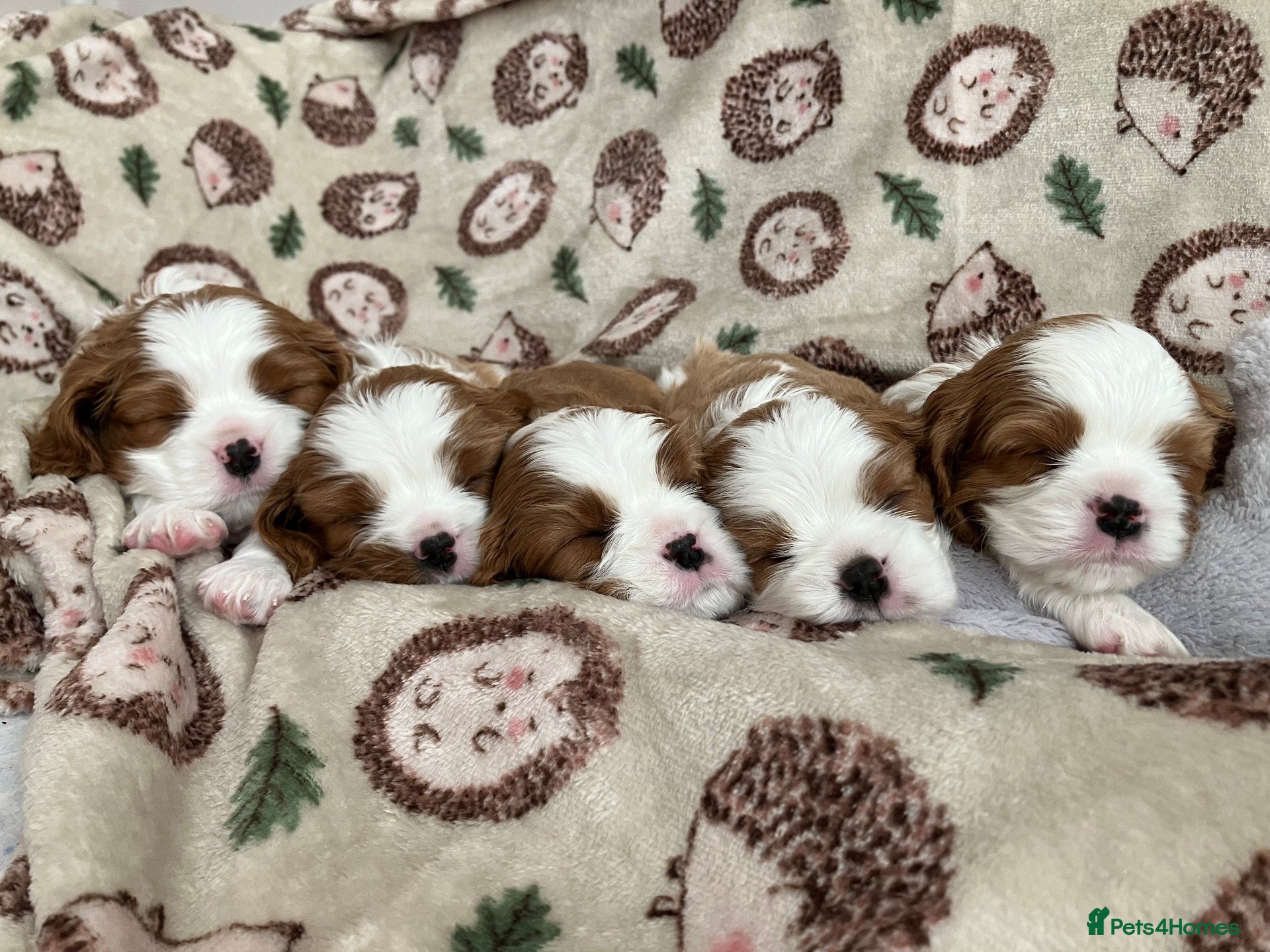 Cavalier King Charles Spaniel dogs KC Registered Puppies from Health Tested Parents  - Advert 1
