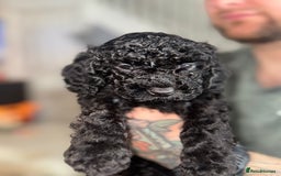Cockapoo dogs for sale: 6 Stunning Cockapoos ✨ AVAILABLE NOW ✨ in Stalybridge - Image 2