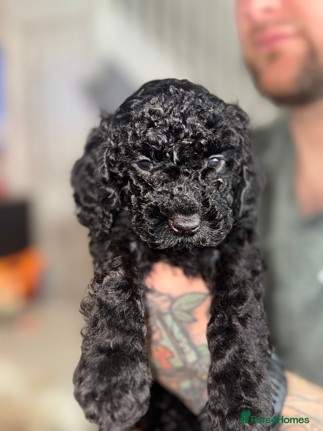 Cockapoo dogs for sale: 6 Stunning Cockapoos ✨ AVAILABLE NOW ✨ in Stalybridge - Image 2