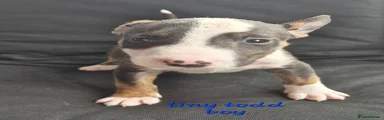 English Bull Terrier 2