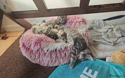 Domestic Shorthair cats for sale: Kittensss - Image 18