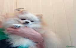 Pomeranian dogs for stud: Fendi - Image 5