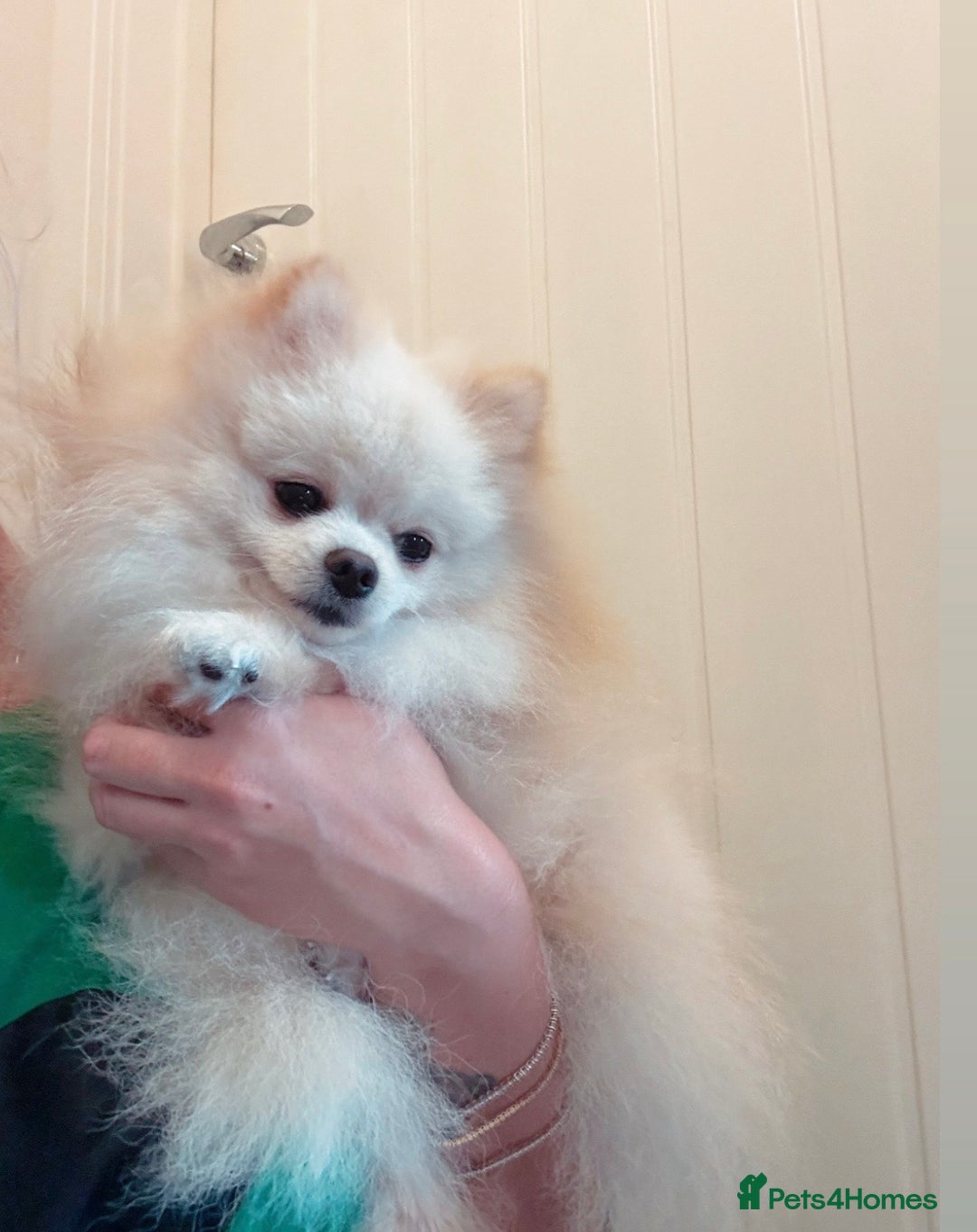 Pomeranian dogs for stud: Fendi - Image 5