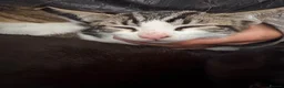Domestic Shorthair cats for sale: 5 kittens for sale in Hayes - Advert 4