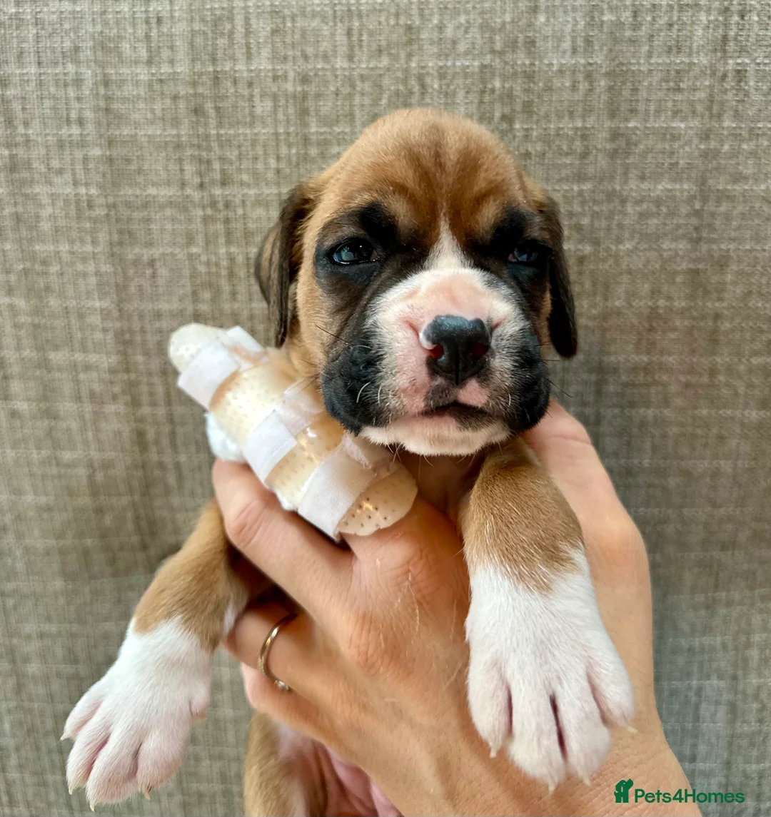 Boxer dogs for sale: Stunning Litter of 5 Boxer Puppies 🐶 - Advert 9