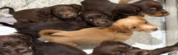 Cocker Spaniel dogs for sale: Beautiful kc working cocker spaniels  - Advert 13