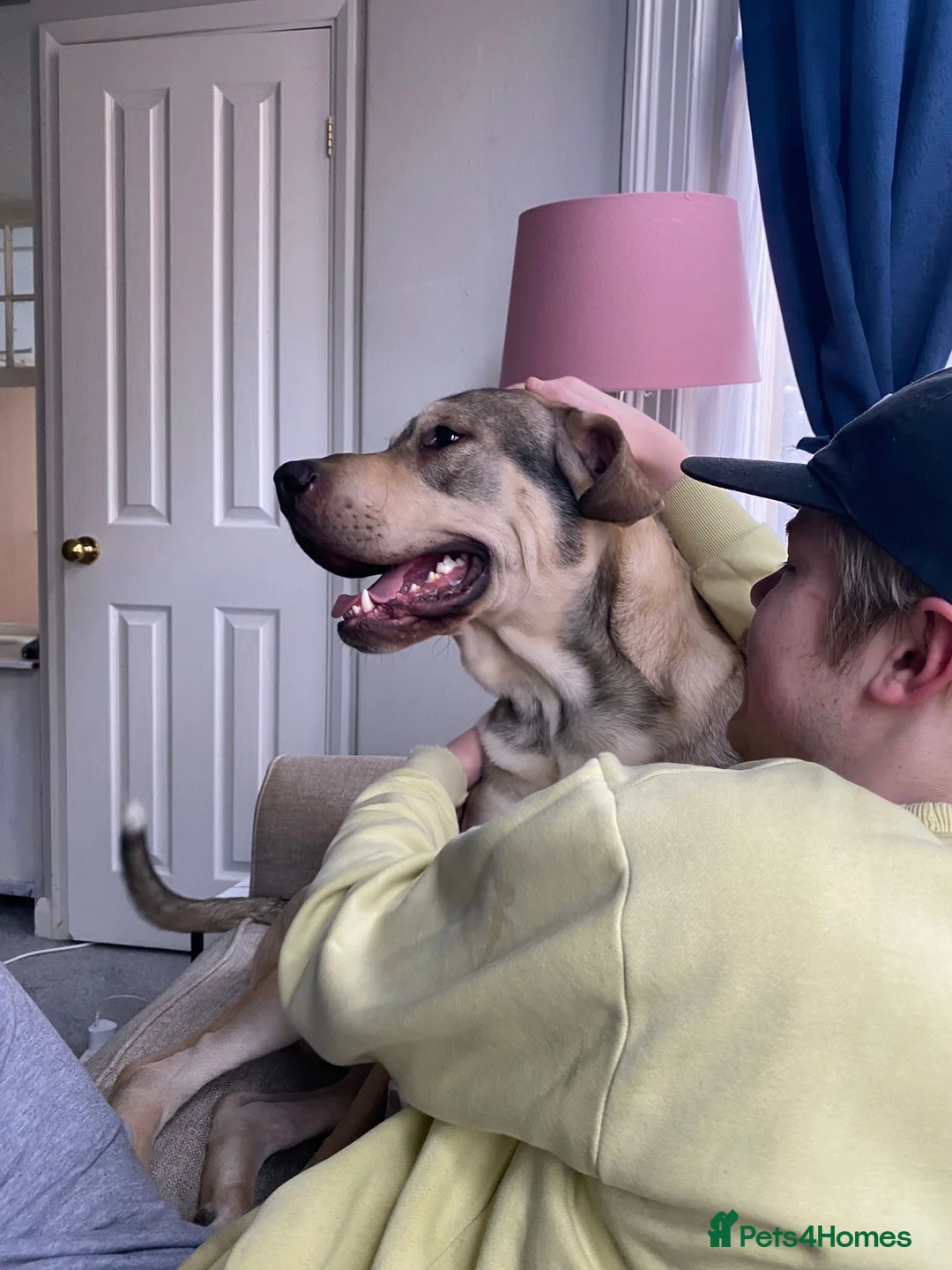 Sheprador dogs for sale: Urgent Re home for Rory in Scarborough - Advert 2