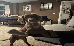 Cocker Spaniel dogs for sale: Golden cocker spaniel  - Advert 4