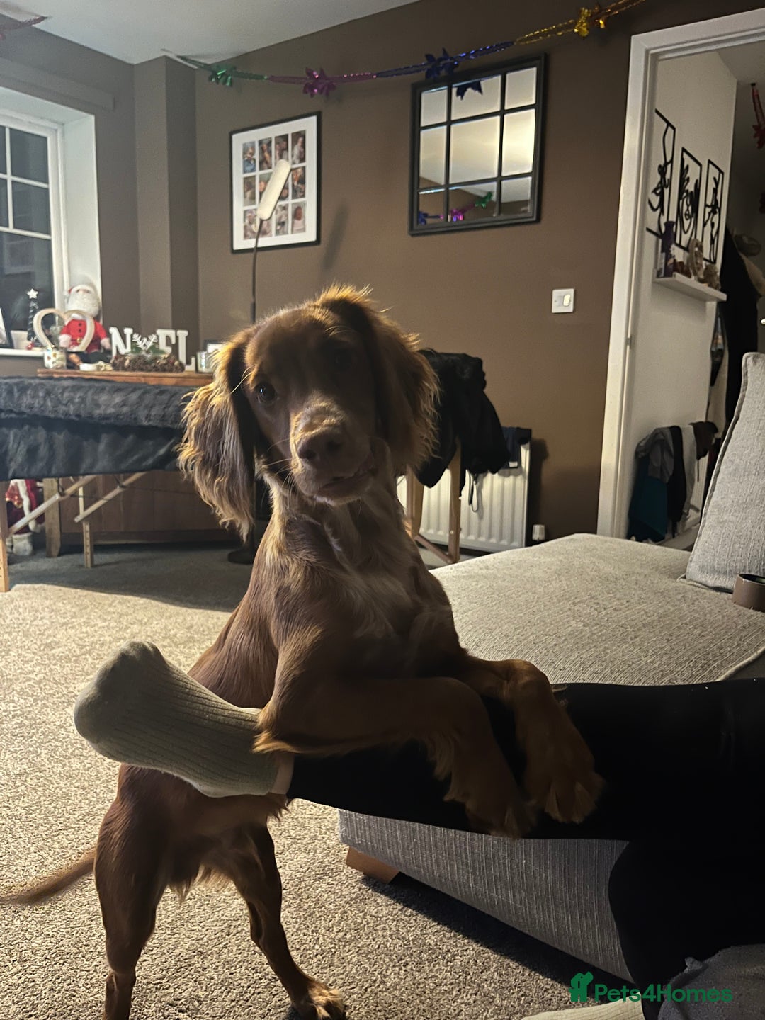 Cocker Spaniel dogs for sale: Golden cocker spaniel  - Advert 4