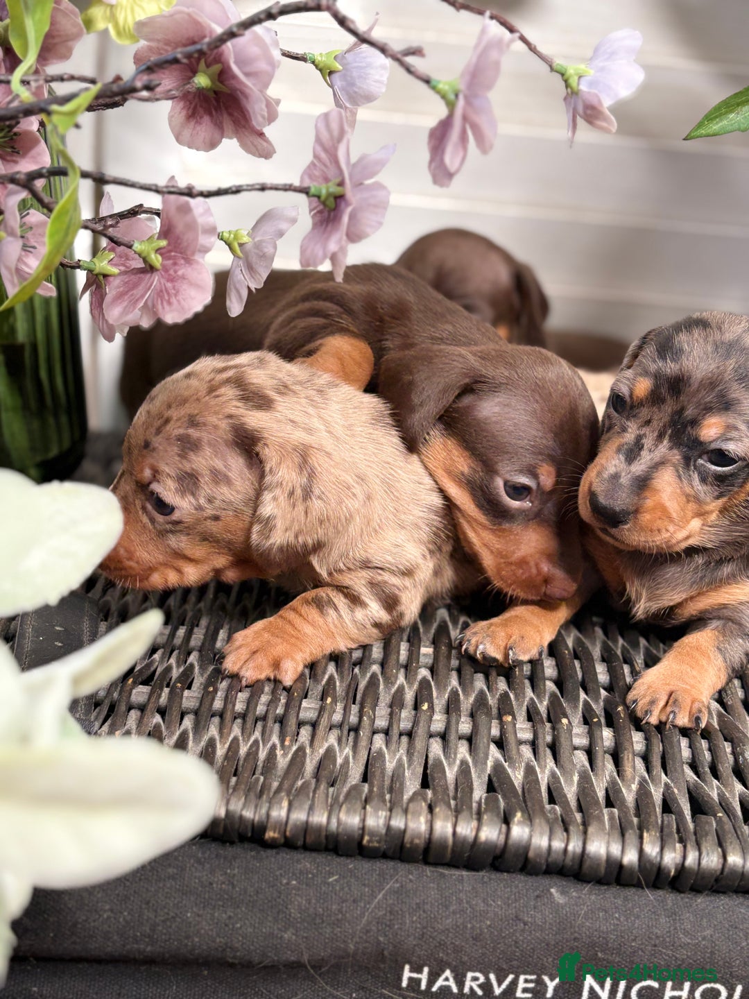 Miniature Dachshund dogs for sale: Miniature Daschund KC. PRA-OI-CRD-PRA-NCL - Image 14