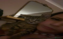 Bengal cats for sale: beautiful bengal kitten  - Image 10