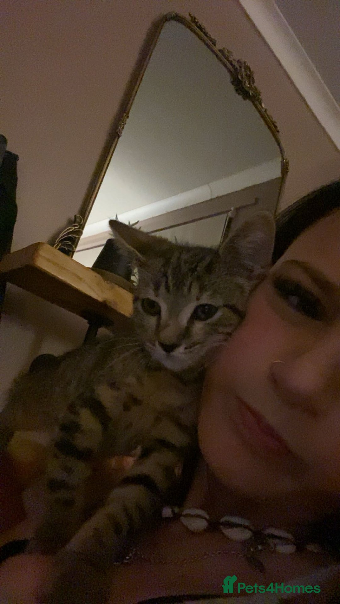 Bengal cats for sale: beautiful bengal kitten  - Image 10