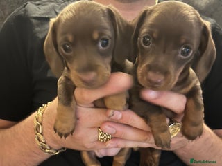 Miniature Dachshund dogs - Advert 17