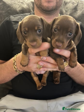 Miniature Dachshund dogs - Advert 2