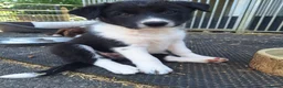 Border Collie dogs for sale: Beautiful fluffy Collie Pups for Sale - Advert 20