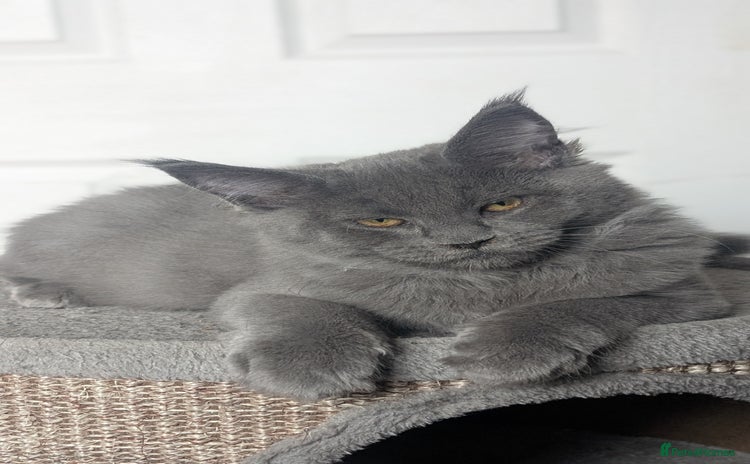 Maine Coon cats - Advert 6