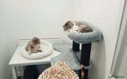 Persian cats for sale: Mother & daughter rehoming together pls - Image 1
