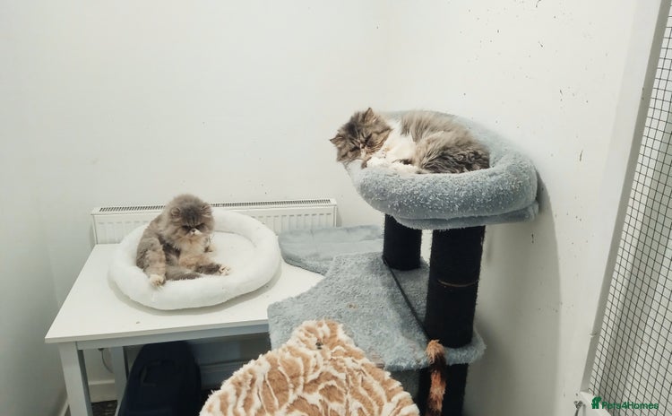 Persian cats - Advert 15