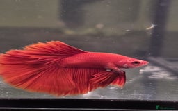 Bettas fish for sale: Broadheath Bettas  - Advert 6