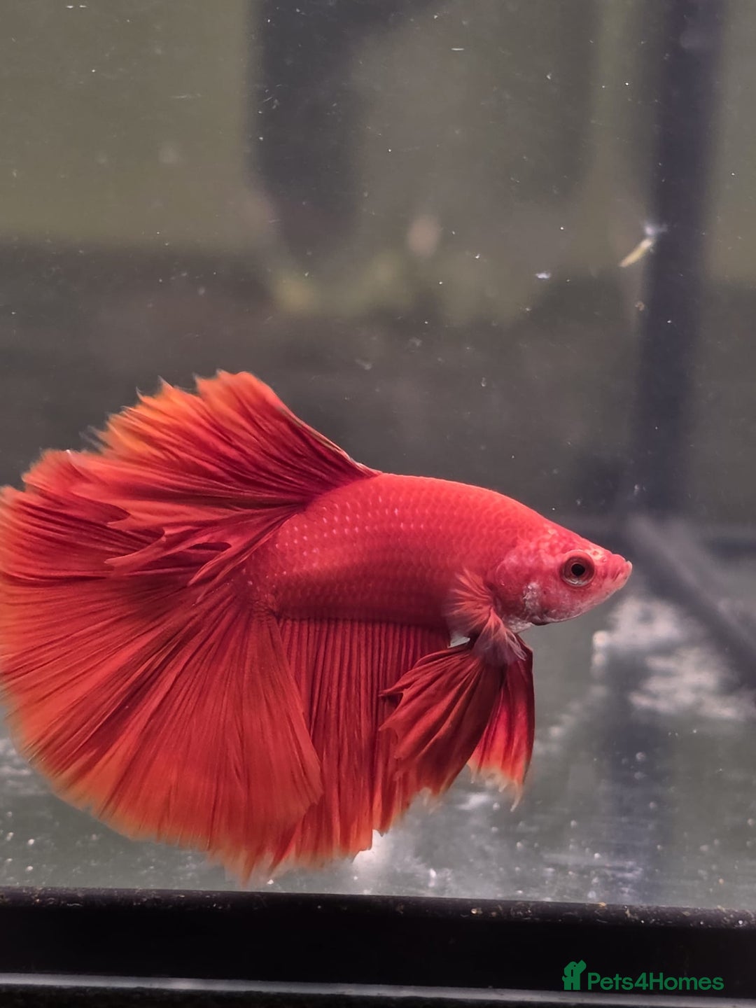 Bettas fish for sale: Broadheath Bettas  - Advert 6