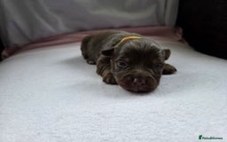 Mixed Breed dogs for sale: Beautiful Jack Russell x Chihuahua Puppies  - Image 23