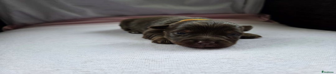 Yellow Collar Girl