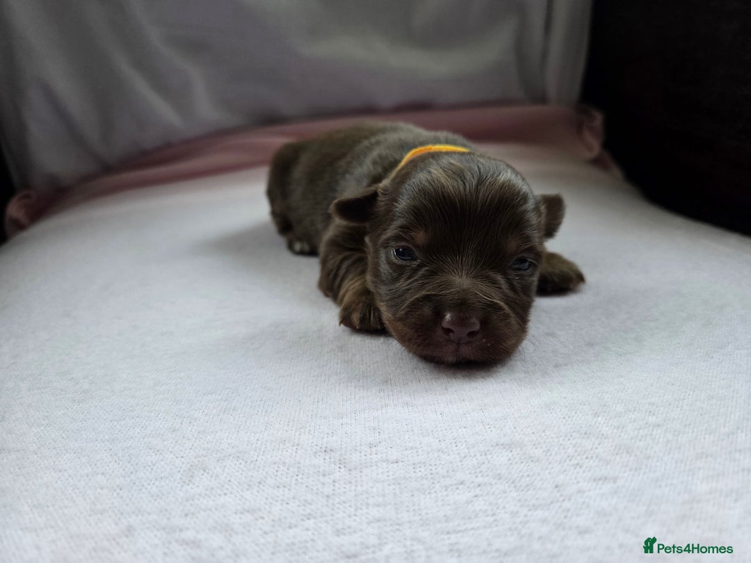 Mixed Breed dogs for sale: Beautiful Jack Russell x Chihuahua Puppies  - Image 23