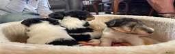 Fox Terrier dogs for sale: 4 stunning fox terrier puppies for sale  - Advert 13